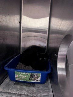 UMBRA - Domestic Short Hair available for adoption