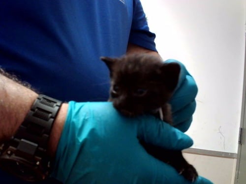 A1054307 - Domestic Short Hair available for adoption