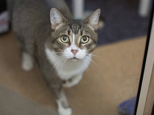 BOSS KITTY - Domestic Short Hair available for adoption