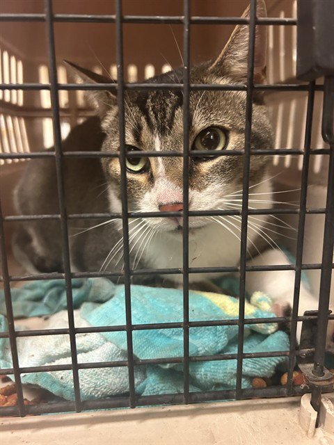 A1054871 - Domestic Short Hair available for adoption