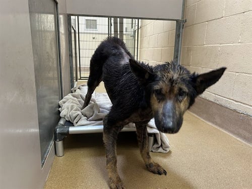 MIRABEL - German Shepherd Dog available for adoption
