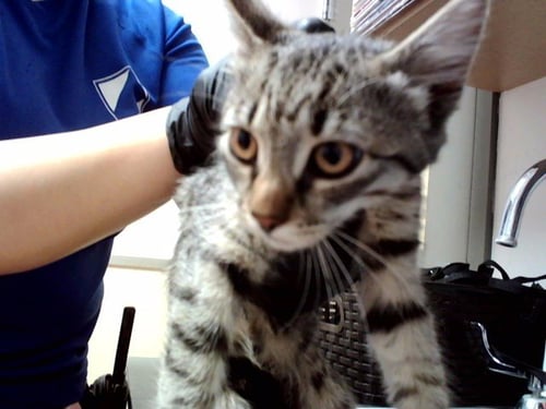 BELLA - Domestic Short Hair available for adoption