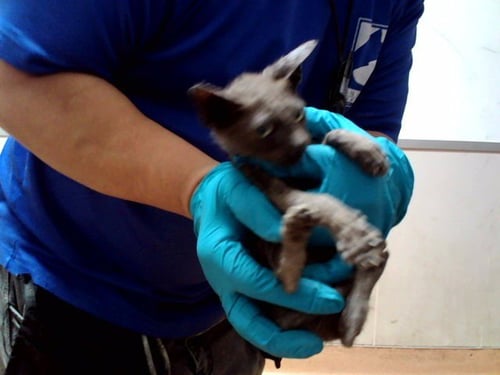 A1052567 - Domestic Short Hair available for adoption