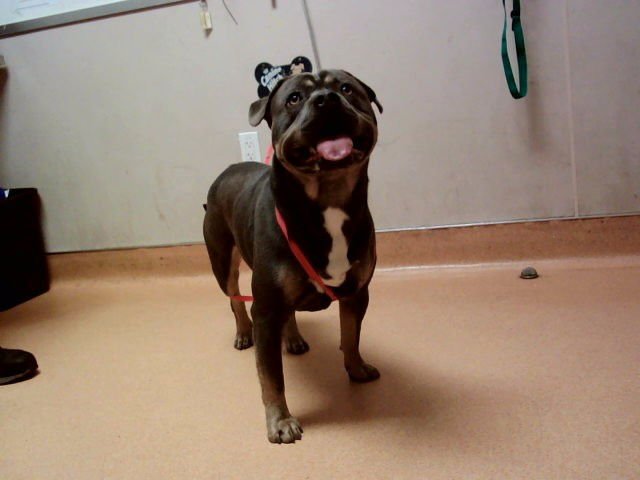 AQUAMAN - Pit Bull Terrier available for adoption