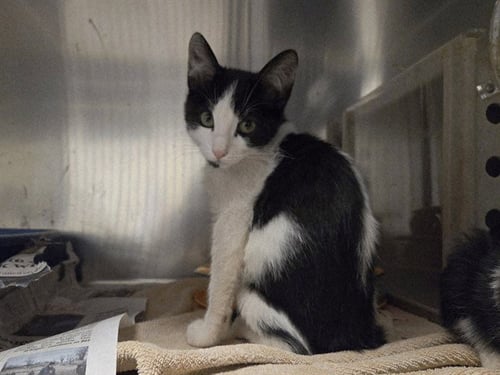PATRICK - Domestic Short Hair for adoption in Concord
