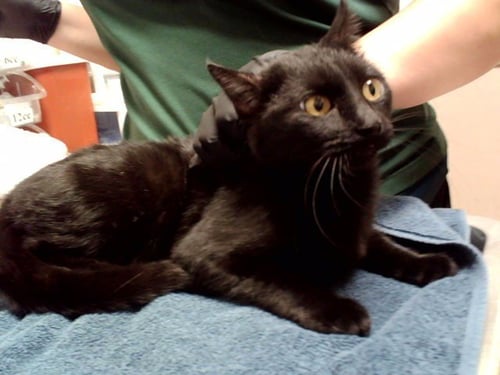 A1055083 - Domestic Short Hair available for adoption