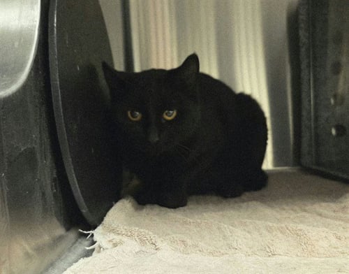 HOLLAND - Domestic Short Hair available for adoption