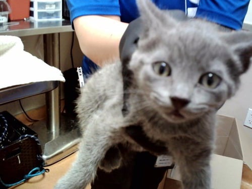 A1047997 - Domestic Short Hair available for adoption