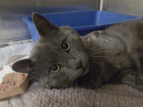 OGILVIE - Domestic Short Hair for adoption in Vallejo