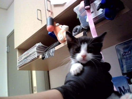 A1049098 - Domestic Short Hair available for adoption