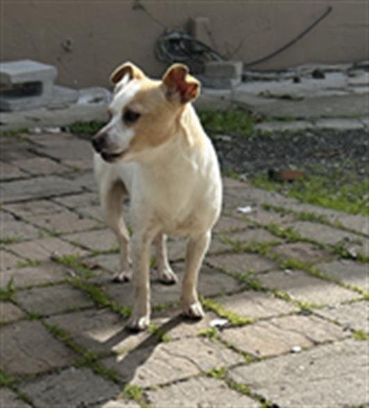 TOY - Chihuahua available for adoption