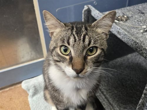 MOOSE - Domestic Short Hair for adoption in Concord