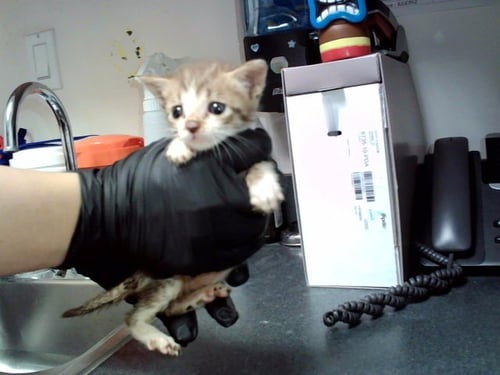 A1052470 - Domestic Short Hair available for adoption