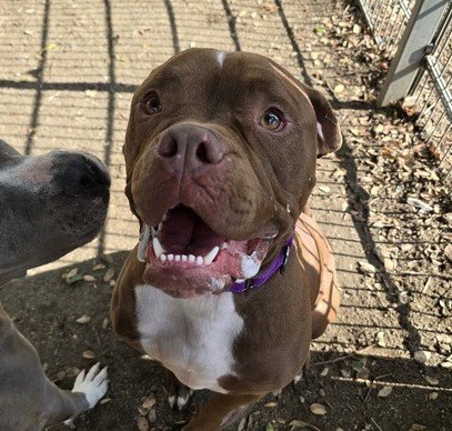 CASH - Pit Bull Terrier available for adoption