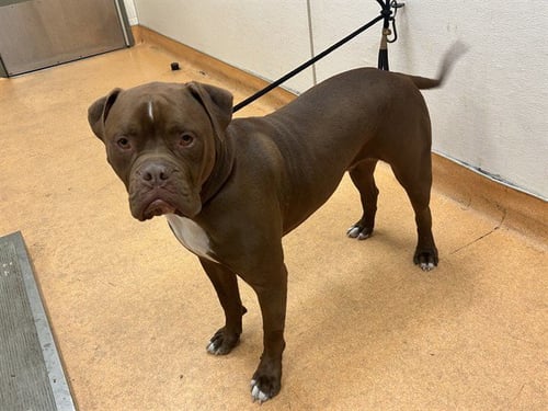 CASH - Pit Bull Terrier available for adoption