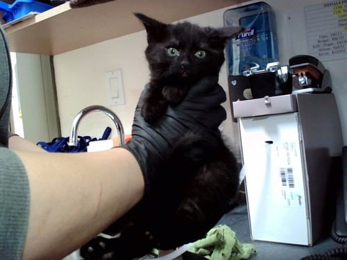A1053273 - Domestic Short Hair available for adoption