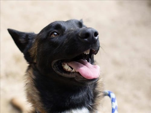 THEODORE - Belgian Shepherd Malinois available for adoption