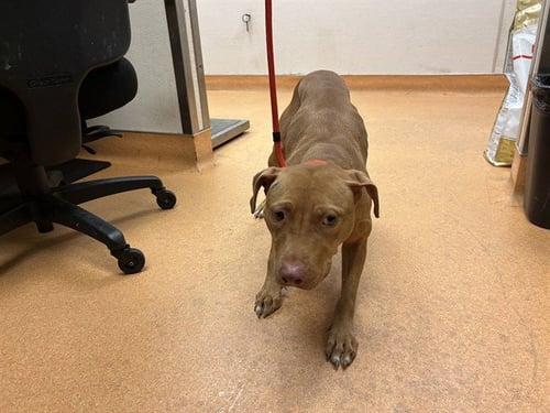 MUMBAI - Pit Bull Terrier available for adoption