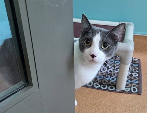 BUSTER - Domestic Short Hair available for adoption