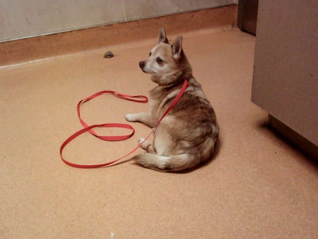 MASON - Terrier available for adoption