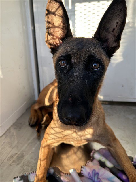 LUCY WILDE - Belgian Shepherd Malinois available for adoption
