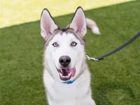 VALOR - Photo 1
