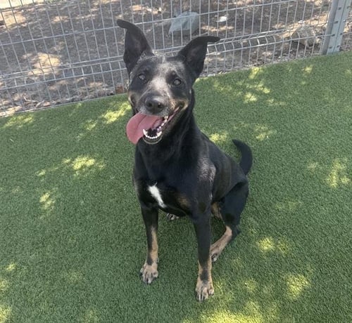 FRIDA - German Shepherd Dog available for adoption