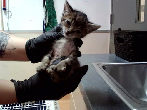 A1048295 - Domestic Short Hair available for adoption
