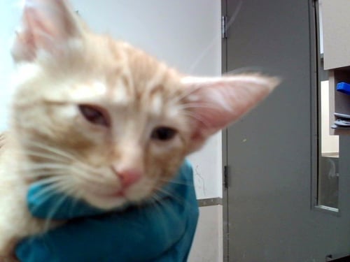 A1053197 - Domestic Short Hair available for adoption