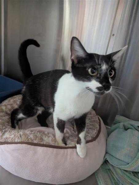 A1052500 - Domestic Short Hair available for adoption