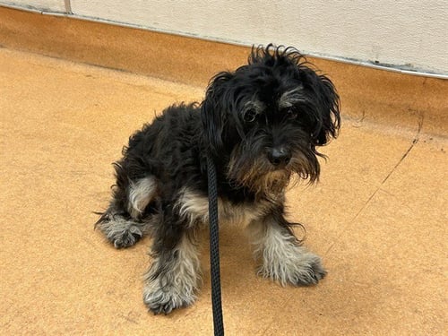 CONNOR - Terrier / Poodle (Miniature) available for adoption