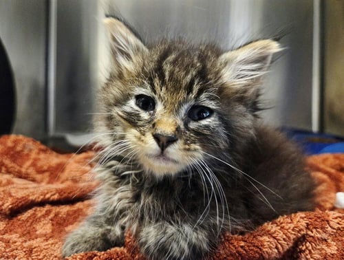 A1054072 - Domestic Long Hair available for adoption