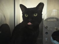CYRUS - Photo 1