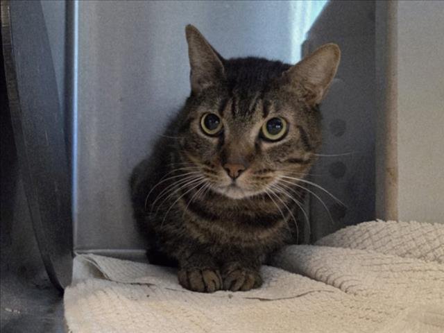 ROSEN - Domestic Short Hair available for adoption