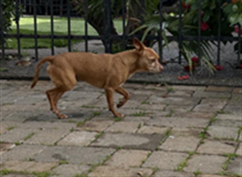 CRISPIN - Chihuahua available for adoption