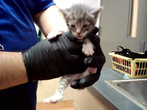 A1047605 - Domestic Short Hair available for adoption