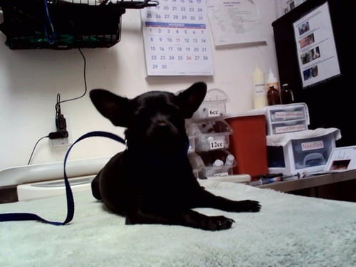 A1055060 - Chihuahua available for adoption