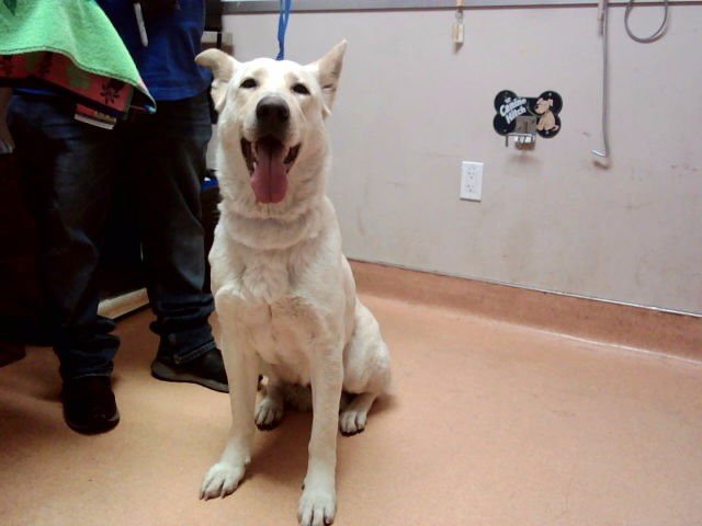 TIGGY - Labrador Retriever / German Shepherd Dog available for adoption