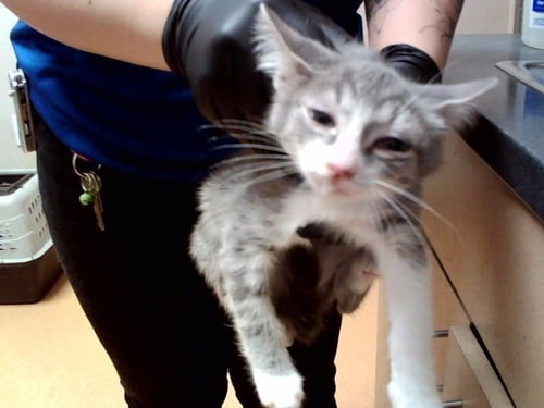 A1050412 - Domestic Short Hair available for adoption
