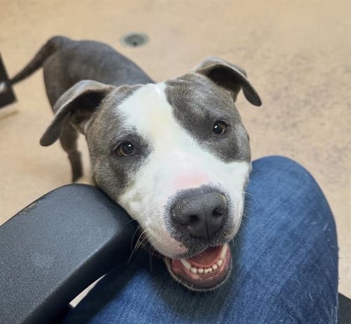 JEEP - Pit Bull Terrier available for adoption