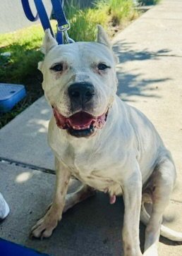 LONDON - Mastiff available for adoption