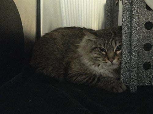 MILO - Domestic Medium Hair available for adoption