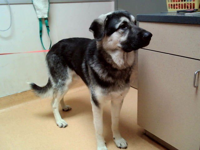 HANS - German Shepherd Dog for adoption in Vallejo