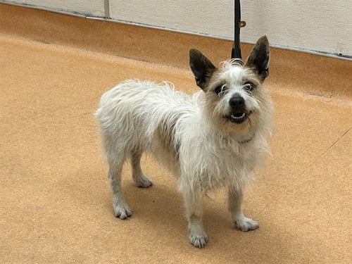 ROCKWELL - Terrier available for adoption