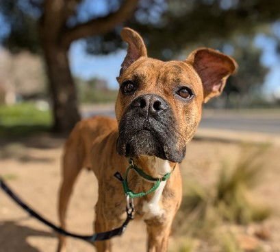 KELSO - Boxer for adoption in Vallejo
