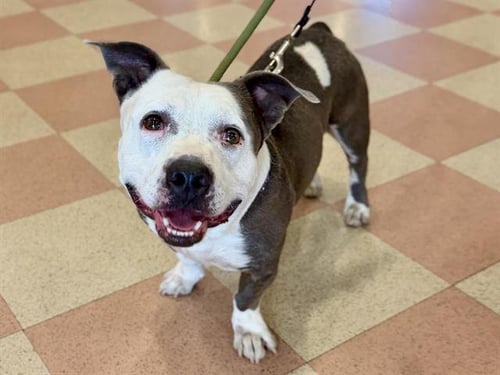 THOMAS - Pit Bull Terrier available for adoption