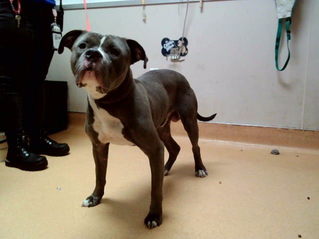 GLORY - Pit Bull Terrier for adoption in Vallejo