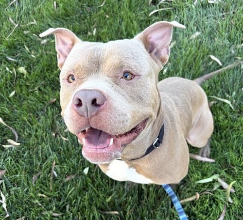 RAIDER - Pit Bull Terrier available for adoption