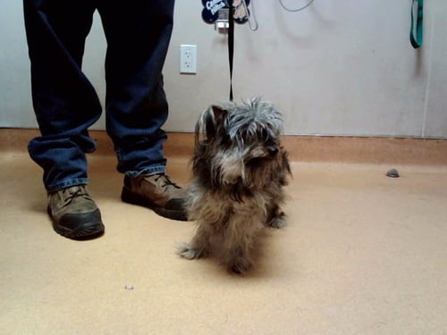 TOGA - Terrier available for adoption