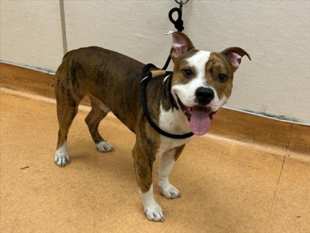 RIO - Pit Bull Terrier available for adoption